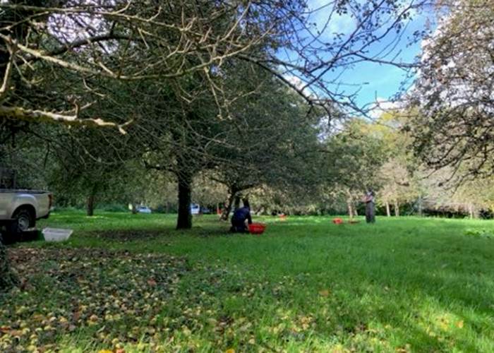 les pommiers du verger