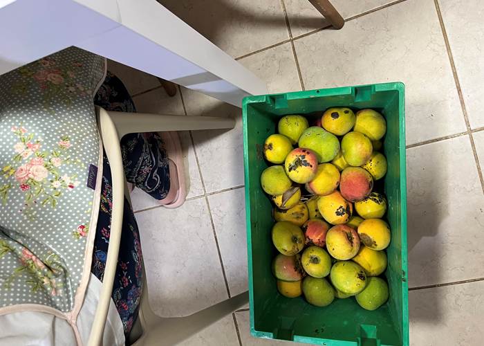 les mangues pommes du jardin