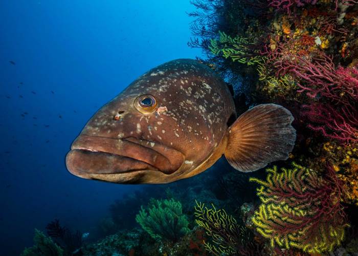 Decouvrez les iles Medes au large d'Estartit