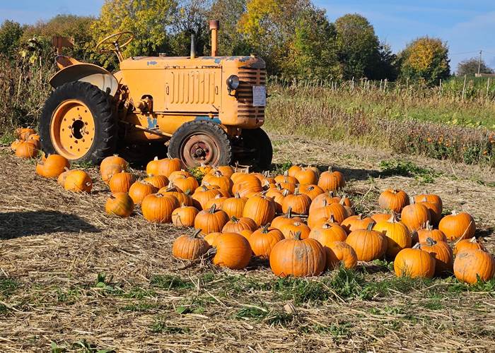 Citrouilles à Leernes