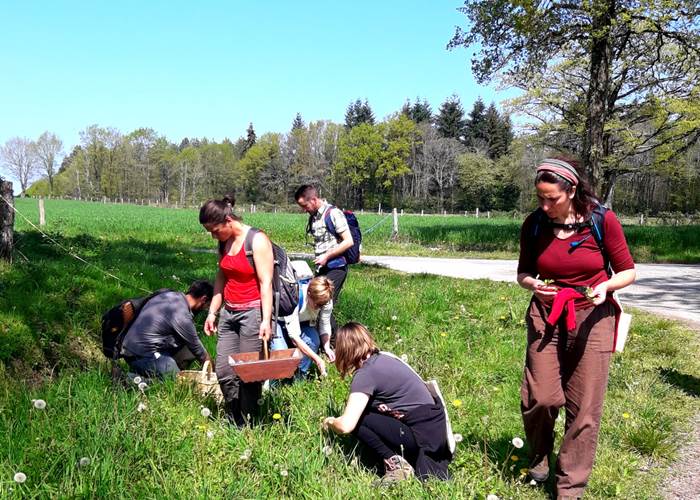 Reconnaissance plantes sauvages comestibles