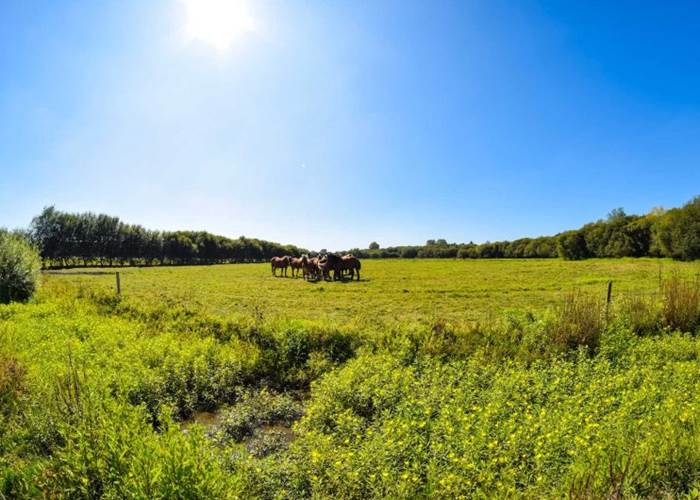 Chevaux : Circuit de la Barthe et de l’Adour - Riviere-Saas-Et-Gourby