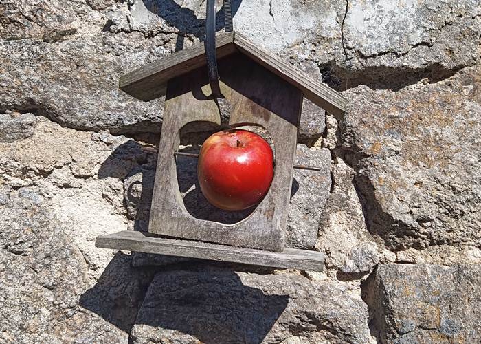 pomme de pin