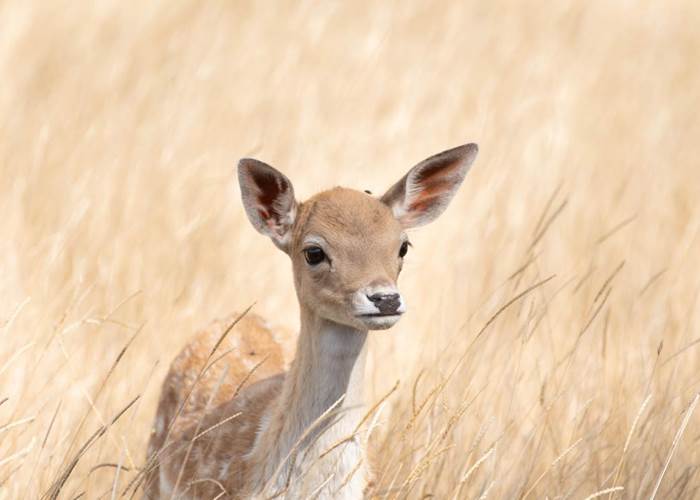 Vacances en famille en Aveyron avec vue sur le parc animalier à Montrozier, naissance de faon