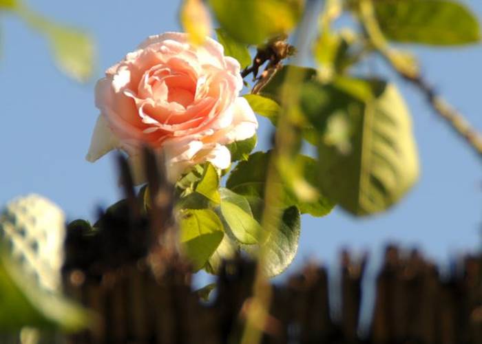 Jardin d'Alcinoos