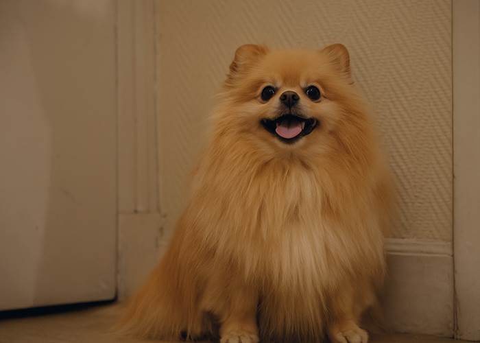 Shannel, le Spitz du Nice Garden Hôtel