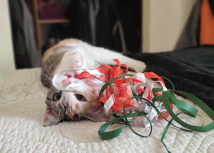 Notre petite chatte Surprise-page