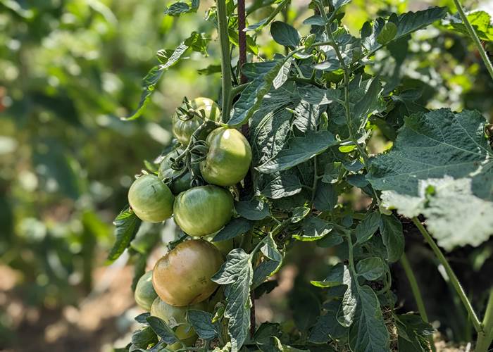 Le potager du Cémarose Gîte & Spa à Epernay près de Reims