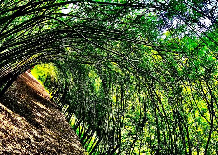 Tunnel végétal en saule des vanniers
