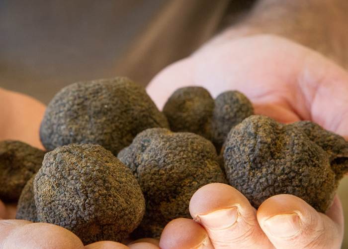 La truffe de la Drôme