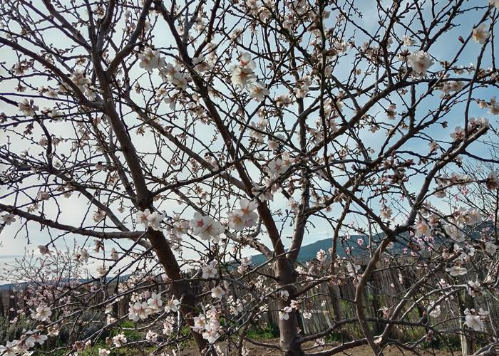 Nos premiers arbres en fleurs 🌸🌼🌺