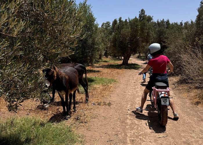guided tours countryside essaouira-page