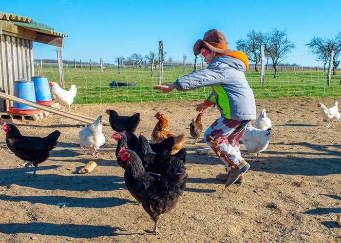 danse_avec_les_poules