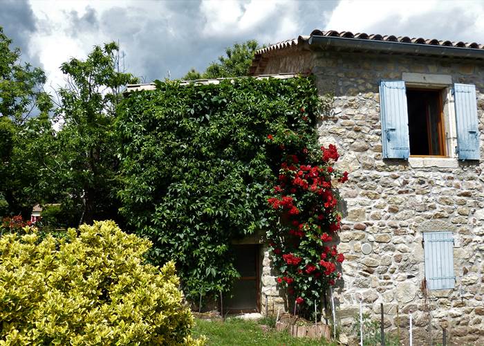 un beau rosier grimpant sur la façade