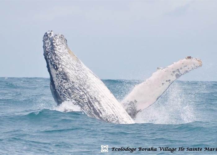 Baleine Boraha VIllage Ile Ste Marie Madagascar 16