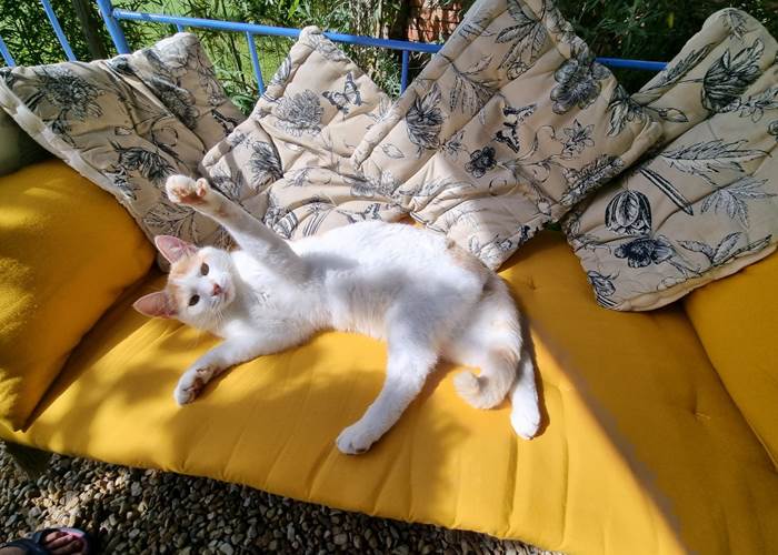 Rio le chat maître des lieux