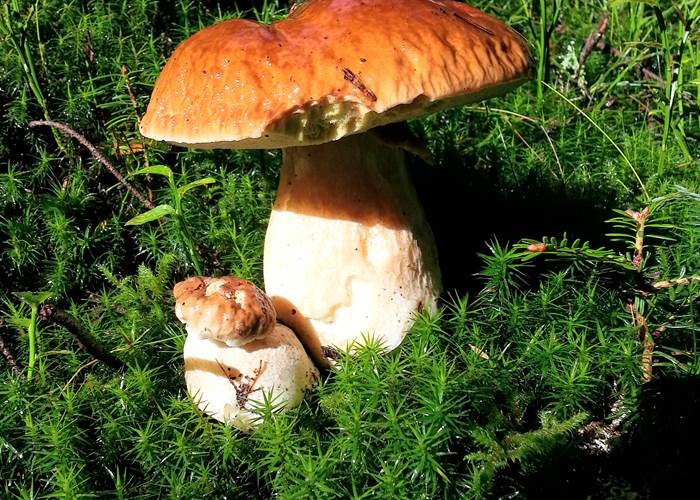 Récolte des cèpes. Des journées magiques !