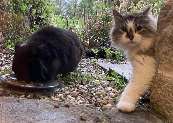 Pam & Pim sont 2 chats très discrets ...