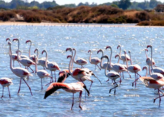 Parades nuptiales des Flamants roses