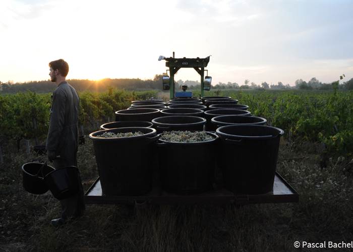 Vignoble, Bio, Biodynamie, Nature, Vins, Domaine, Visite, Dégustation