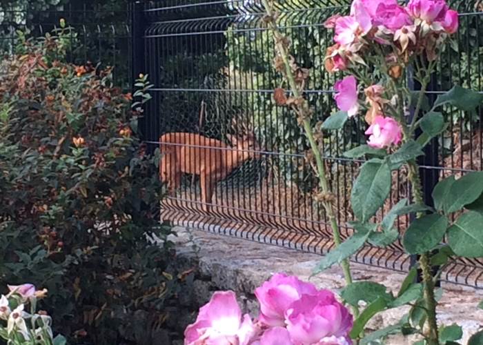 Petite biche affamée