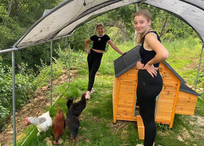 L'enclos des poules géré par Ambre et Alizé
