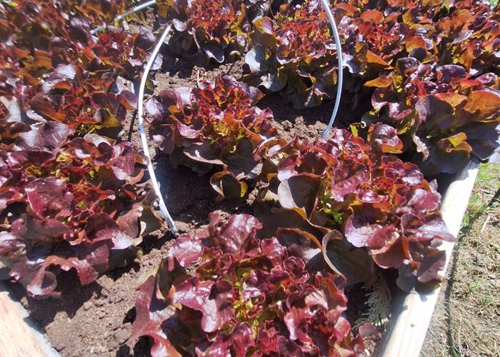 Culture de légumes biologiques dans le jardin du Mas des Figues à Saint-Rémy-de-Provence
