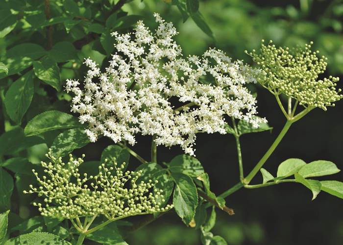 Fleurs de sureau au printemps dans les Vosges