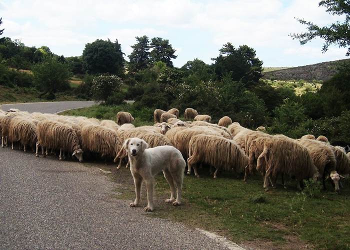 Transhumance Pyrénées