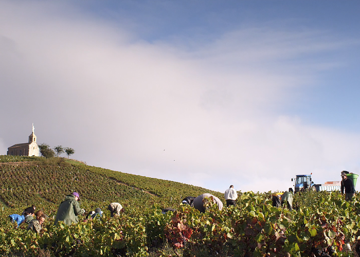 Vendanges en Beaujolais-page