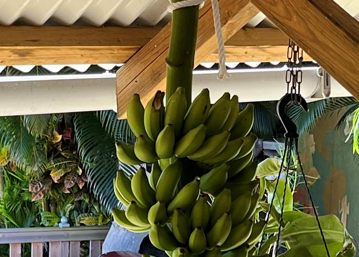 régime de bananes du jardin