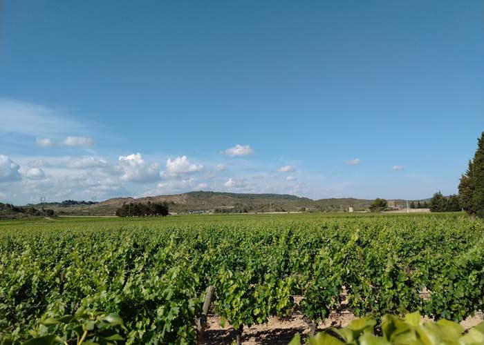Les vignes dès le matin...