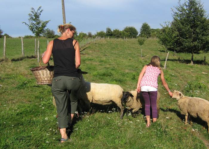 moutons