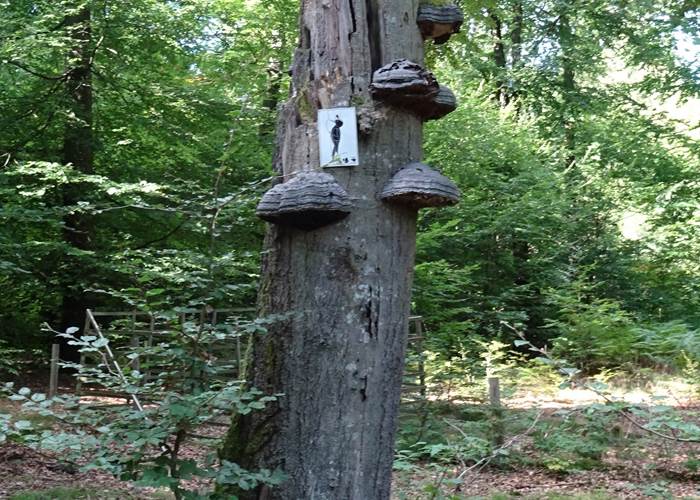 découverte dans la forêt