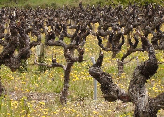 le vignoble de chateauneuf du pape