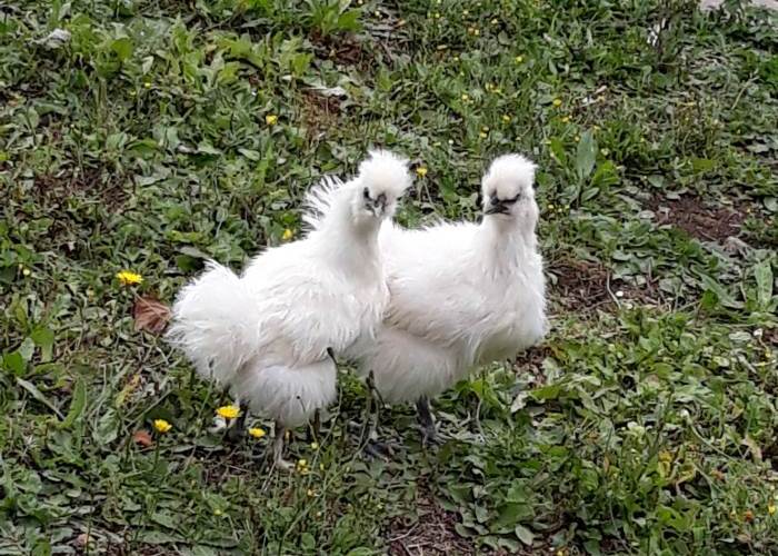 Les poulettes Hanzel et Gretel