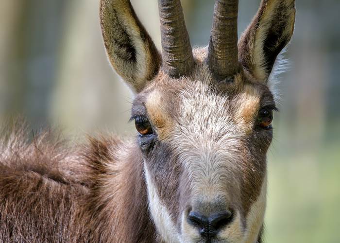 Chamois 4