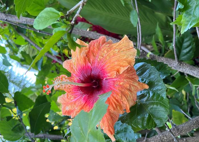 fleur d'hibiscus