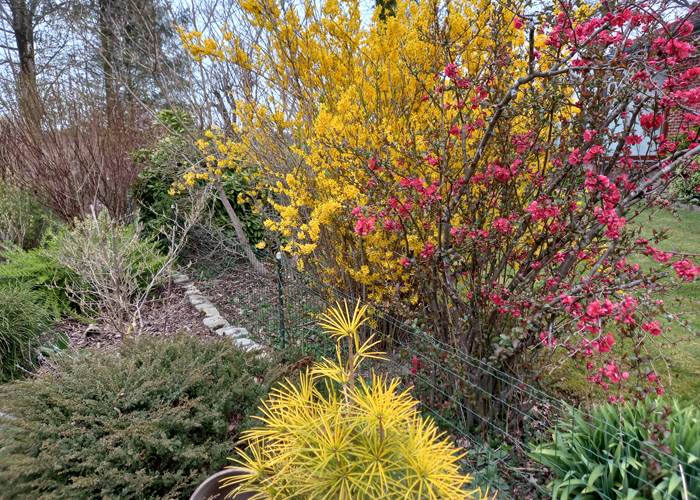 Forsythia