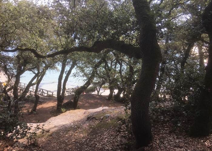 Bois de la Chaise - Île de Noirmoutier