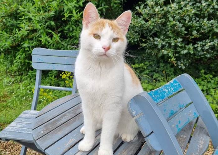 le regard bieveillat du chat Rio