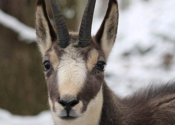 Chamois 2
