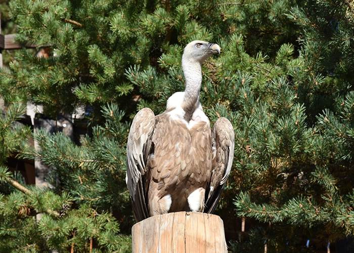 Le Vautour Fauve - Parc animalier de Serre-Ponçon