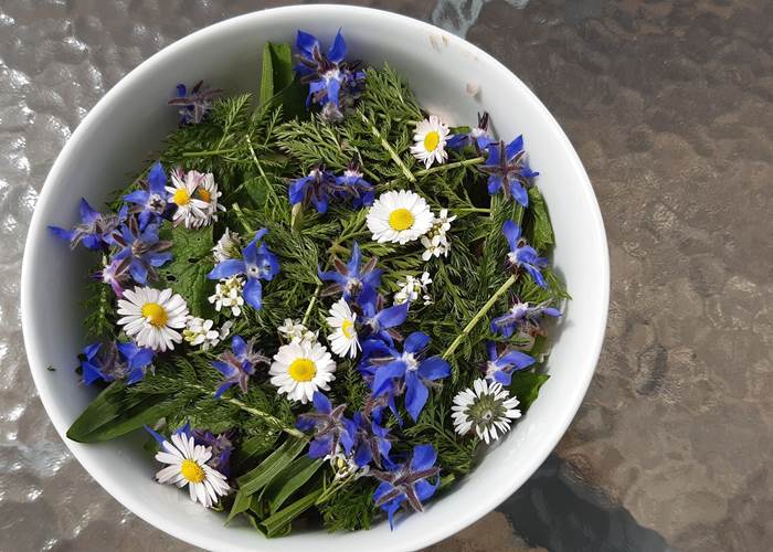 Une salade de plantes sauvages