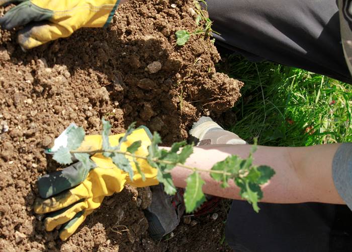 Plantation d'un jeune chêne truffier