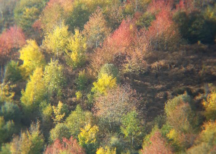 Merisiers en feuilles d'automne