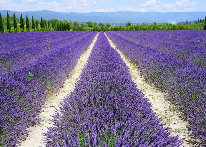 casadina-visits-lavanderfields-champs-de-lavande