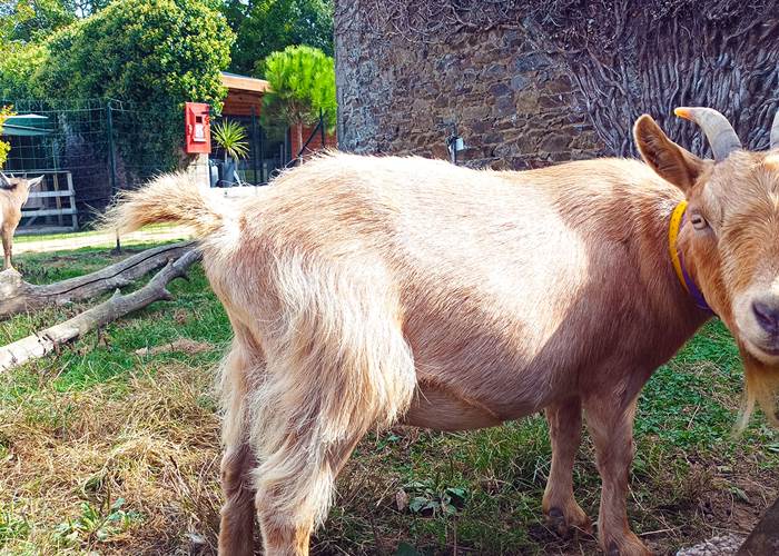 La mini ferme des chèvres, poules et lapins géants-page