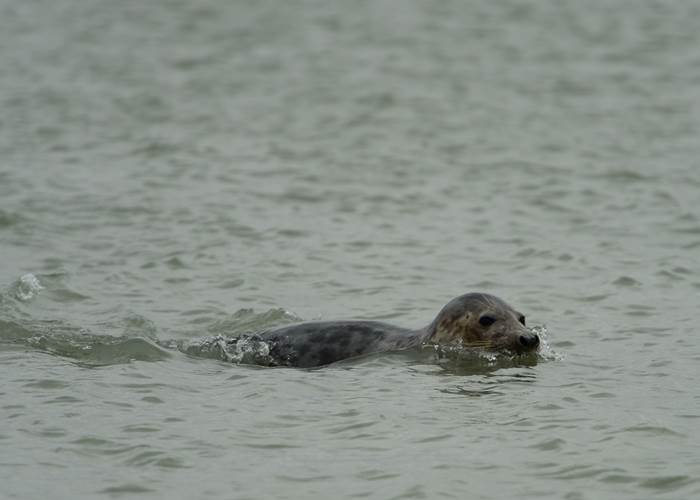 Les phoques en Baie de Somme-page