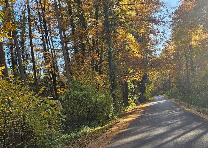 Le chemin menant à Hourpes et traversant le Bois des Waibes